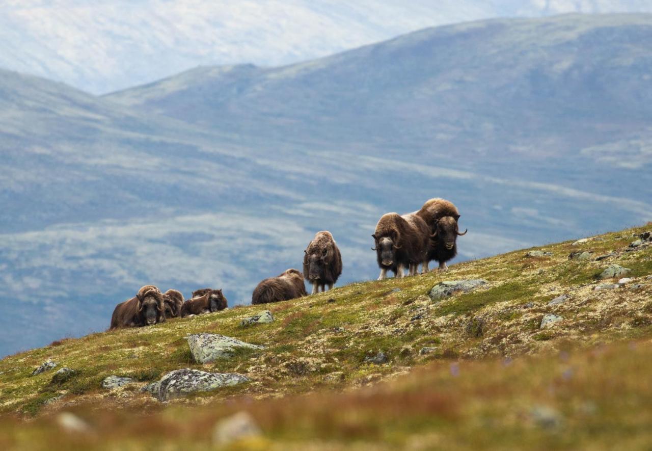 Rondane River Lodge - Rondane Gjestegard Enden Esterno foto