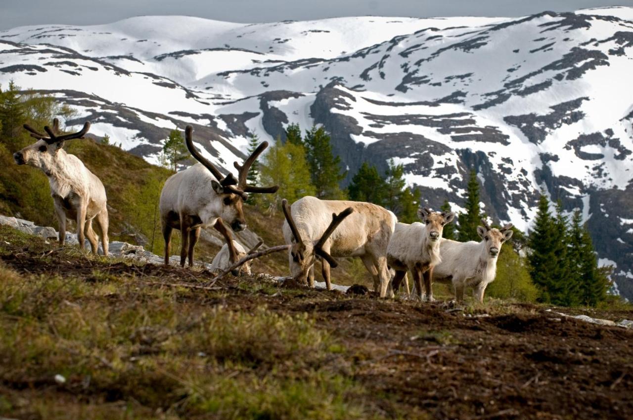 Rondane River Lodge - Rondane Gjestegard Enden Esterno foto